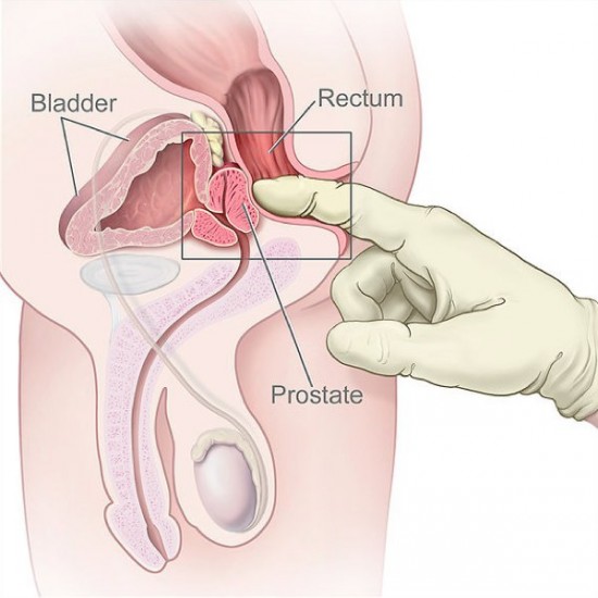 location of prostate gland
